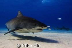 12 ft. Tiger shark @ tiger wreck aboard the M/V Dolphin D... by Mike Ellis 